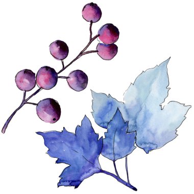 Frenk üzümü izole bir suluboya tarzında bırakır. Aquarelle yaprak için arka plan, doku, sarıcı desen, çerçeve veya kenarlık.