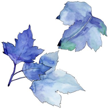 Frenk üzümü izole bir suluboya tarzında bırakır. Aquarelle yaprak için arka plan, doku, sarıcı desen, çerçeve veya kenarlık.