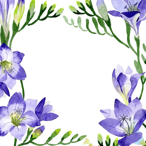 Mor frezya. Botanik çiçek. Çerçeve kenarlığı süsleme Meydanı. Arka plan, doku, sarıcı desen, çerçeve veya kenarlık için Aquarelle kır çiçeği.