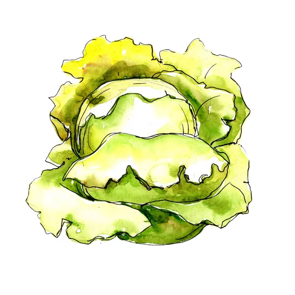 Zielona Kapusta Warzyw Stylu Przypominającym Akwarele Białym Tle Oficjalna Nazwa — Zdjęcie stockowe