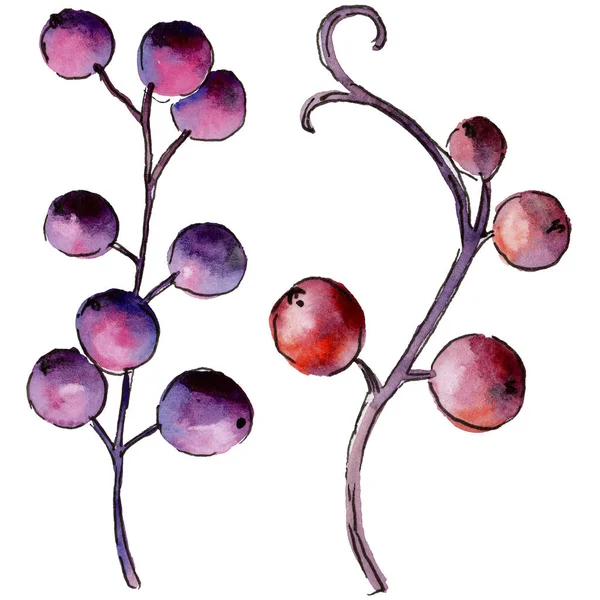Ribes Bacca Uno Stile Acquerello Isolato Aquarelle Berry Sfondo Texture — Foto Stock
