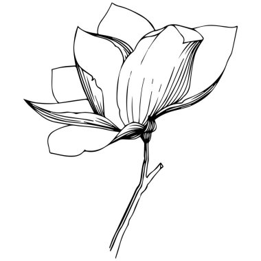 Manolya izole bir vektör tarzı. Bitki tam adı: Manolya. Arka plan, doku, sarıcı desen, çerçeve veya kenarlık için vektör zeytin ağacı.