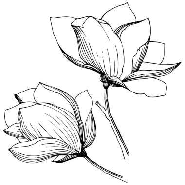 Manolya izole bir vektör tarzı. Bitki tam adı: Manolya. Arka plan, doku, sarıcı desen, çerçeve veya kenarlık için vektör zeytin ağacı.