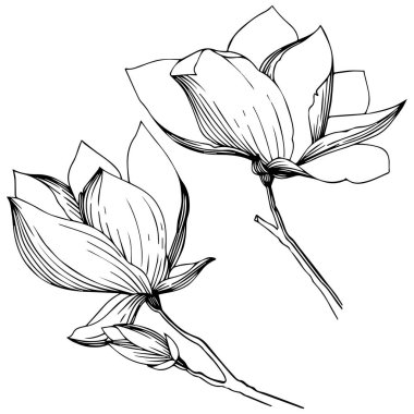 Manolya izole bir vektör tarzı. Bitki tam adı: Manolya. Arka plan, doku, sarıcı desen, çerçeve veya kenarlık için vektör zeytin ağacı.