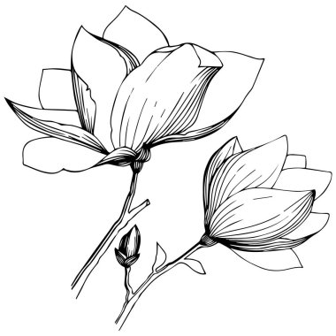 Manolya izole bir vektör tarzı. Bitki tam adı: Manolya. Arka plan, doku, sarıcı desen, çerçeve veya kenarlık için vektör zeytin ağacı.