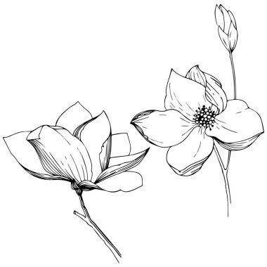 Manolya izole bir vektör tarzı. Bitki tam adı: Manolya. Arka plan, doku, sarıcı desen, çerçeve veya kenarlık için vektör zeytin ağacı.