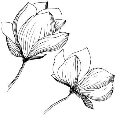 Manolya izole bir vektör tarzı. Bitki tam adı: Manolya. Arka plan, doku, sarıcı desen, çerçeve veya kenarlık için vektör zeytin ağacı.