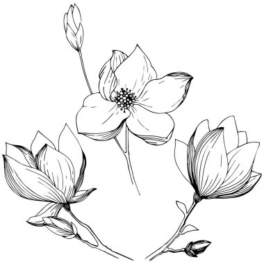 Manolya izole bir vektör tarzı. Bitki tam adı: Manolya. Arka plan, doku, sarıcı desen, çerçeve veya kenarlık için vektör zeytin ağacı.