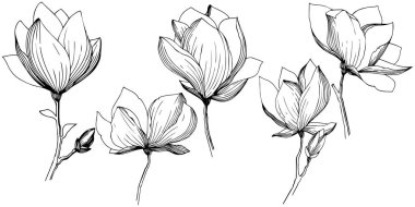 Manolya izole bir vektör tarzı. Bitki tam adı: Manolya. Arka plan, doku, sarıcı desen, çerçeve veya kenarlık için vektör zeytin ağacı.