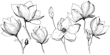 Manolya izole bir vektör tarzı. Bitki tam adı: Manolya. Arka plan, doku, sarıcı desen, çerçeve veya kenarlık için vektör zeytin ağacı.