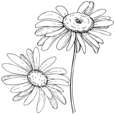 Daisy izole bir vektör tarzı. Bitki tam adı: daisy. Arka plan, doku, sarıcı desen, çerçeve veya kenarlık için vektör zeytin ağacı.