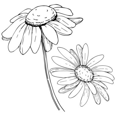 Daisy izole bir vektör tarzı. Bitki tam adı: daisy. Arka plan, doku, sarıcı desen, çerçeve veya kenarlık için vektör zeytin ağacı.