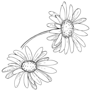 Daisy izole bir vektör tarzı. Bitki tam adı: daisy. Arka plan, doku, sarıcı desen, çerçeve veya kenarlık için vektör zeytin ağacı.