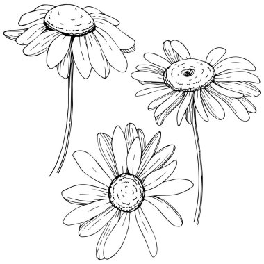 Daisy izole bir vektör tarzı. Bitki tam adı: daisy. Arka plan, doku, sarıcı desen, çerçeve veya kenarlık için vektör zeytin ağacı.