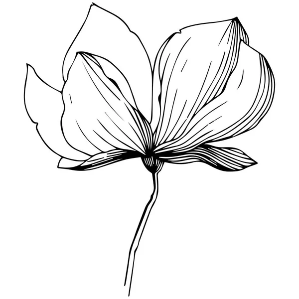 Manolya izole bir vektör tarzı. Bitki tam adı: Manolya. Arka plan, doku, sarıcı desen, çerçeve veya kenarlık için vektör zeytin ağacı.