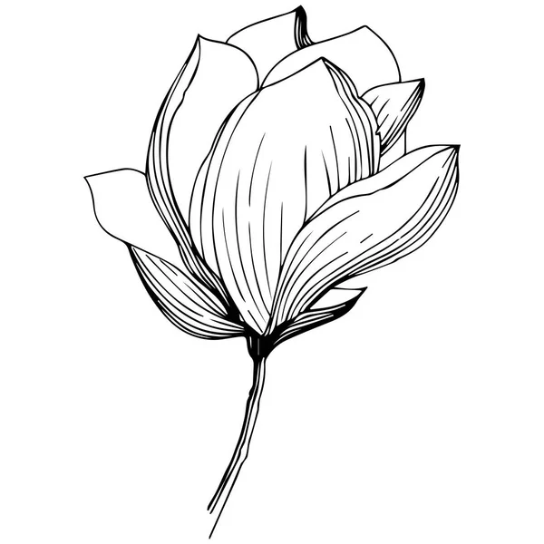 Magnolia Dans Style Vectoriel Isolé Nom Complet Plante Magnolia Olives — Image vectorielle