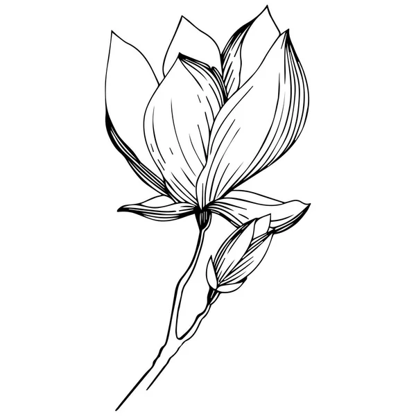 Magnolia Estilo Vectorial Aislado Nombre Completo Planta Magnolia Olivo Vectorial — Vector de stock