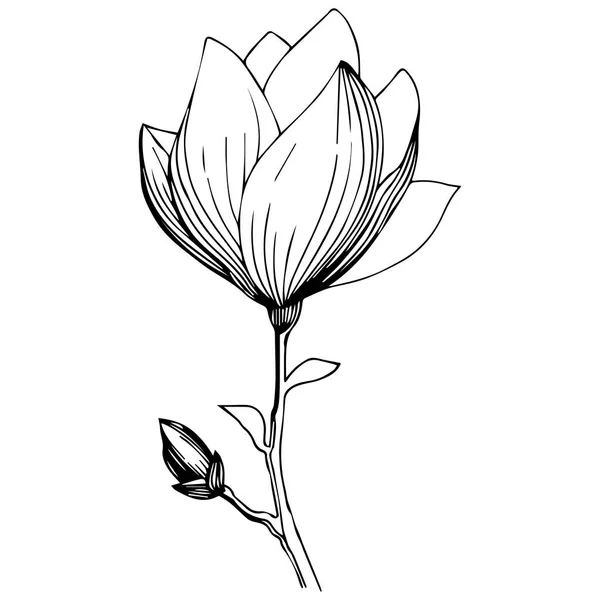 Магнолії Стилі Вектор Ізольовані Повна Назва Рослини Magnolia Вектор Оливкове — стоковий вектор