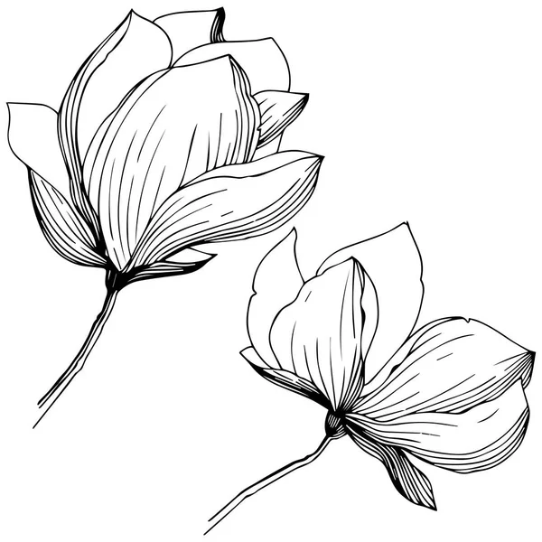 Magnolia Ένα Στυλ Διάνυσμα Απομονωμένη Πλήρης Ονομασία Του Φυτού Magnolia — Διανυσματικό Αρχείο