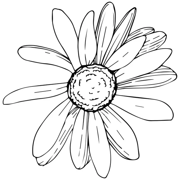 Marguerite Dans Style Vectoriel Isolé Nom Complet Plante Marguerite Olives — Image vectorielle