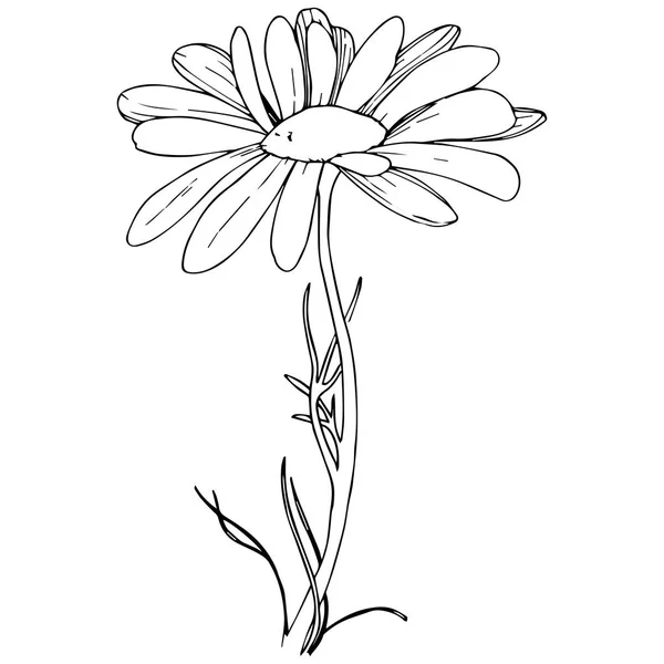 Marguerite Dans Style Vectoriel Isolé Nom Complet Plante Marguerite Olives — Image vectorielle