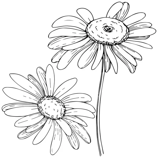 Marguerite Dans Style Vectoriel Isolé Nom Complet Plante Marguerite Olives — Image vectorielle