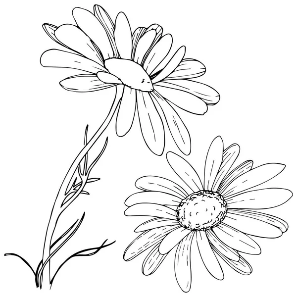 Marguerite Dans Style Vectoriel Isolé Nom Complet Plante Marguerite Olives — Image vectorielle