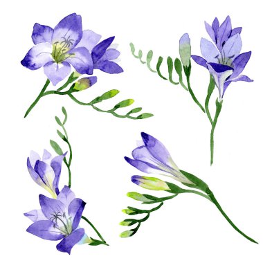Mor frezya. Botanik çiçek. Vahşi bahar yaprak izole kır çiçeği. Arka plan, doku, sarıcı desen, çerçeve veya kenarlık için Aquarelle kır çiçeği.