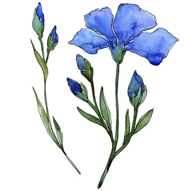 Mavi keten. Botanik çiçek. Vahşi bahar yaprak izole kır çiçeği. Arka plan, doku, sarıcı desen, çerçeve veya kenarlık için Aquarelle kır çiçeği.