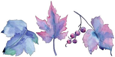Frenk üzümü izole bir suluboya tarzında bırakır. Aquarelle yaprak için arka plan, doku, sarıcı desen, çerçeve veya kenarlık.