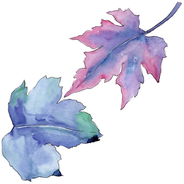 Lämnar Vinbär Akvarell Stil Isolerade Aquarelle Blad För Bakgrund Textur — Stockfoto
