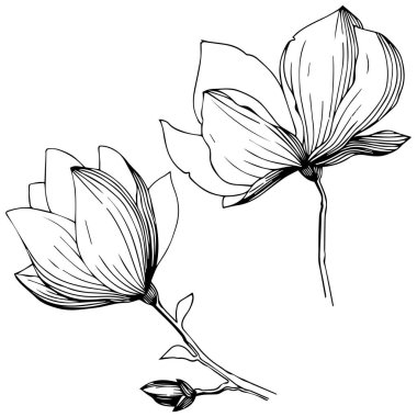 Manolya izole bir vektör tarzı. Bitki tam adı: Manolya. Arka plan, doku, sarıcı desen, çerçeve veya kenarlık için vektör zeytin ağacı.