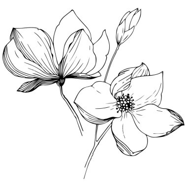 Manolya izole bir vektör tarzı. Bitki tam adı: Manolya. Arka plan, doku, sarıcı desen, çerçeve veya kenarlık için vektör zeytin ağacı.