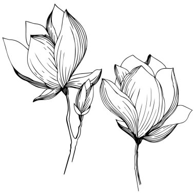 Manolya izole bir vektör tarzı. Bitki tam adı: Manolya. Arka plan, doku, sarıcı desen, çerçeve veya kenarlık için vektör zeytin ağacı.