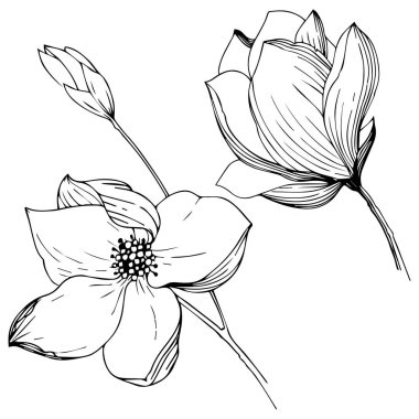 Manolya izole bir vektör tarzı. Bitki tam adı: Manolya. Arka plan, doku, sarıcı desen, çerçeve veya kenarlık için vektör zeytin ağacı.