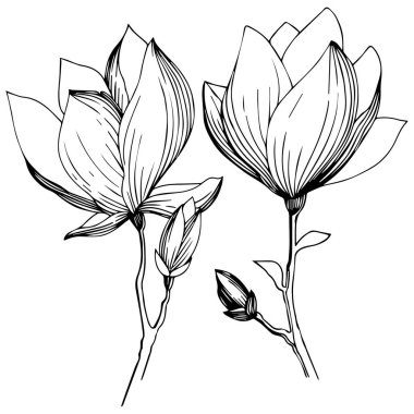 Manolya izole bir vektör tarzı. Bitki tam adı: Manolya. Arka plan, doku, sarıcı desen, çerçeve veya kenarlık için vektör zeytin ağacı.