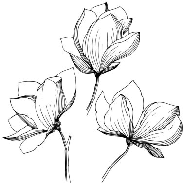 Manolya izole bir vektör tarzı. Bitki tam adı: Manolya. Arka plan, doku, sarıcı desen, çerçeve veya kenarlık için vektör zeytin ağacı.