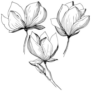 Manolya izole bir vektör tarzı. Bitki tam adı: Manolya. Arka plan, doku, sarıcı desen, çerçeve veya kenarlık için vektör zeytin ağacı.