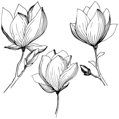 Manolya izole bir vektör tarzı. Bitki tam adı: Manolya. Arka plan, doku, sarıcı desen, çerçeve veya kenarlık için vektör zeytin ağacı.