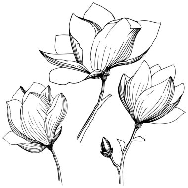 Manolya izole bir vektör tarzı. Bitki tam adı: Manolya. Arka plan, doku, sarıcı desen, çerçeve veya kenarlık için vektör zeytin ağacı.