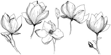 Manolya izole bir vektör tarzı. Bitki tam adı: Manolya. Arka plan, doku, sarıcı desen, çerçeve veya kenarlık için vektör zeytin ağacı.