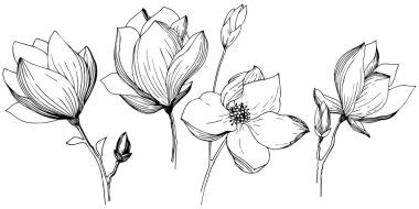 Manolya izole bir vektör tarzı. Bitki tam adı: Manolya. Arka plan, doku, sarıcı desen, çerçeve veya kenarlık için vektör zeytin ağacı.