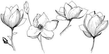 Manolya izole bir vektör tarzı. Bitki tam adı: Manolya. Arka plan, doku, sarıcı desen, çerçeve veya kenarlık için vektör zeytin ağacı.