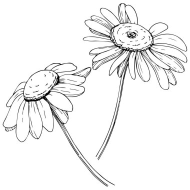 Daisy izole bir vektör tarzı. Bitki tam adı: daisy. Arka plan, doku, sarıcı desen, çerçeve veya kenarlık için vektör zeytin ağacı.