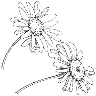 Daisy izole bir vektör tarzı. Bitki tam adı: daisy. Arka plan, doku, sarıcı desen, çerçeve veya kenarlık için vektör zeytin ağacı.