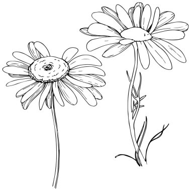 Daisy izole bir vektör tarzı. Bitki tam adı: daisy. Arka plan, doku, sarıcı desen, çerçeve veya kenarlık için vektör zeytin ağacı.