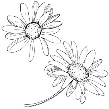 Daisy izole bir vektör tarzı. Bitki tam adı: daisy. Arka plan, doku, sarıcı desen, çerçeve veya kenarlık için vektör zeytin ağacı.
