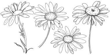 Daisy izole bir vektör tarzı. Bitki tam adı: daisy. Arka plan, doku, sarıcı desen, çerçeve veya kenarlık için vektör zeytin ağacı.