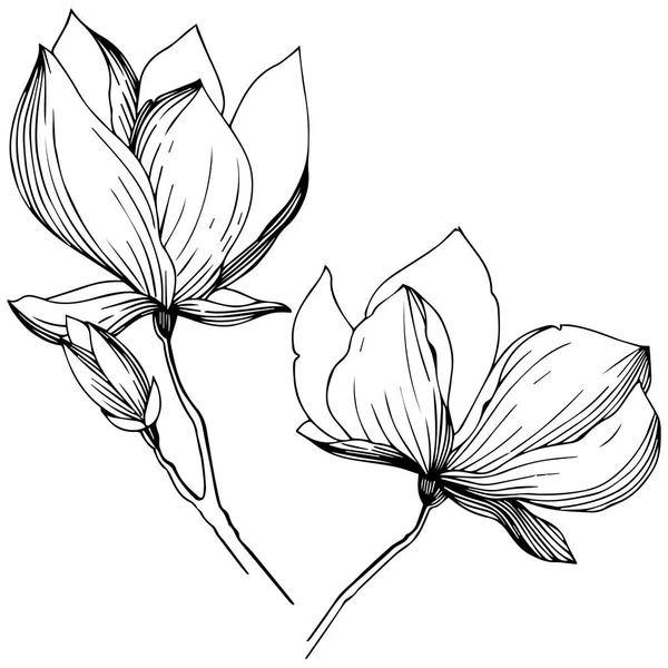 Magnolia Estilo Vectorial Aislado Nombre Completo Planta Magnolia Olivo Vectorial — Vector de stock