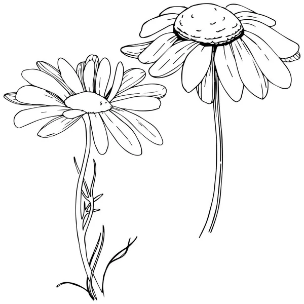 雏菊在矢量样式隔绝了 植物全名 包装图案 框架或边框的矢量橄榄树 — 图库矢量图片